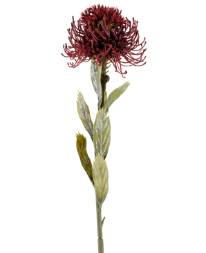 Een enkele Kunstbloem Protea van 60 cm in de kleur bordeaux heeft een donkerrode, stekelige bloem met groene bladeren, gefotografeerd tegen een witte achtergrond.