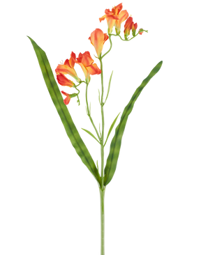 Een enkele steel van de Kunstbloem Freesia 56 cm oranje, met lange, smalle groene bladeren en meerdere oranje freesiabloemen in bloei aan de bovenkant, afgebeeld tegen een witte achtergrond.