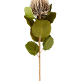 Een enkele kunstbloem Banksia, 59 cm lang, in crème en bruin, met ronde groene blaadjes en een lichtbruine, stekelige, kegelvormige bloemkop tegen een effen witte achtergrond.