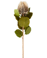Een enkele kunstbloem Banksia, 59 cm lang, in crème en bruin, met ronde groene blaadjes en een lichtbruine, stekelige, kegelvormige bloemkop tegen een effen witte achtergrond.