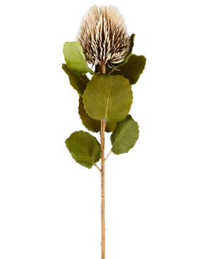 Een enkele kunstbloem Banksia, 59 cm lang, in crème en bruin, met ronde groene blaadjes en een lichtbruine, stekelige, kegelvormige bloemkop tegen een effen witte achtergrond.