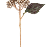 Een kunstbloem: gedroogde hortensia van 38 cm in crème/bruin, met clusters van beige knoppen en één donkergroen, gekarteld blad tegen een witte achtergrond.