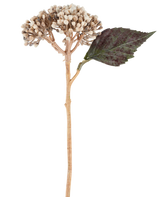 Een kunstbloem: gedroogde hortensia van 38 cm in crème/bruin, met clusters van beige knoppen en één donkergroen, gekarteld blad tegen een witte achtergrond.
