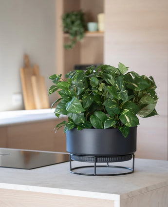 Een kunstplant ‘Gouden Wijnstok’ in een pot van 40 cm met bontgroene bladeren staat op een moderne zwarte standaard op een lichtgekleurd aanrecht, met op de achtergrond wazig weergegeven keukenspullen.