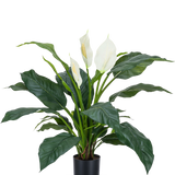 De Kunstplant Spathiphyllum wit 85 cm is een realistische potplant met grote, donkergroene bladeren en drie witte bloemen tegen een effen witte achtergrond - een stijlvolle kamerplant voor elk interieur.
