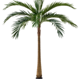 De Kunstpalm XL Deluxe 270 cm heeft een hoge, slanke bruine stam en grote groene bladeren, die elegant in een kleine zwarte pot tegen een witte achtergrond staan.