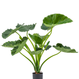De Kunstplant Alocasia Calioora 80 cm heeft grote groene bladeren en stevige stelen. Deze levensechte kunstplant is perfect als stijlvolle toevoeging aan ieder interieur en staat prachtig tegen een witte achtergrond.