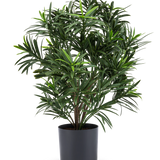De Kunstplant Podocarpus 47 cm heeft lange, smalle bladeren en wordt geleverd in een strakke donkere pot, waardoor het een stijlvolle kamerplant is voor elke kamer. Tegen een witte achtergrond voegt hij weelderig groen toe aan je kamer.