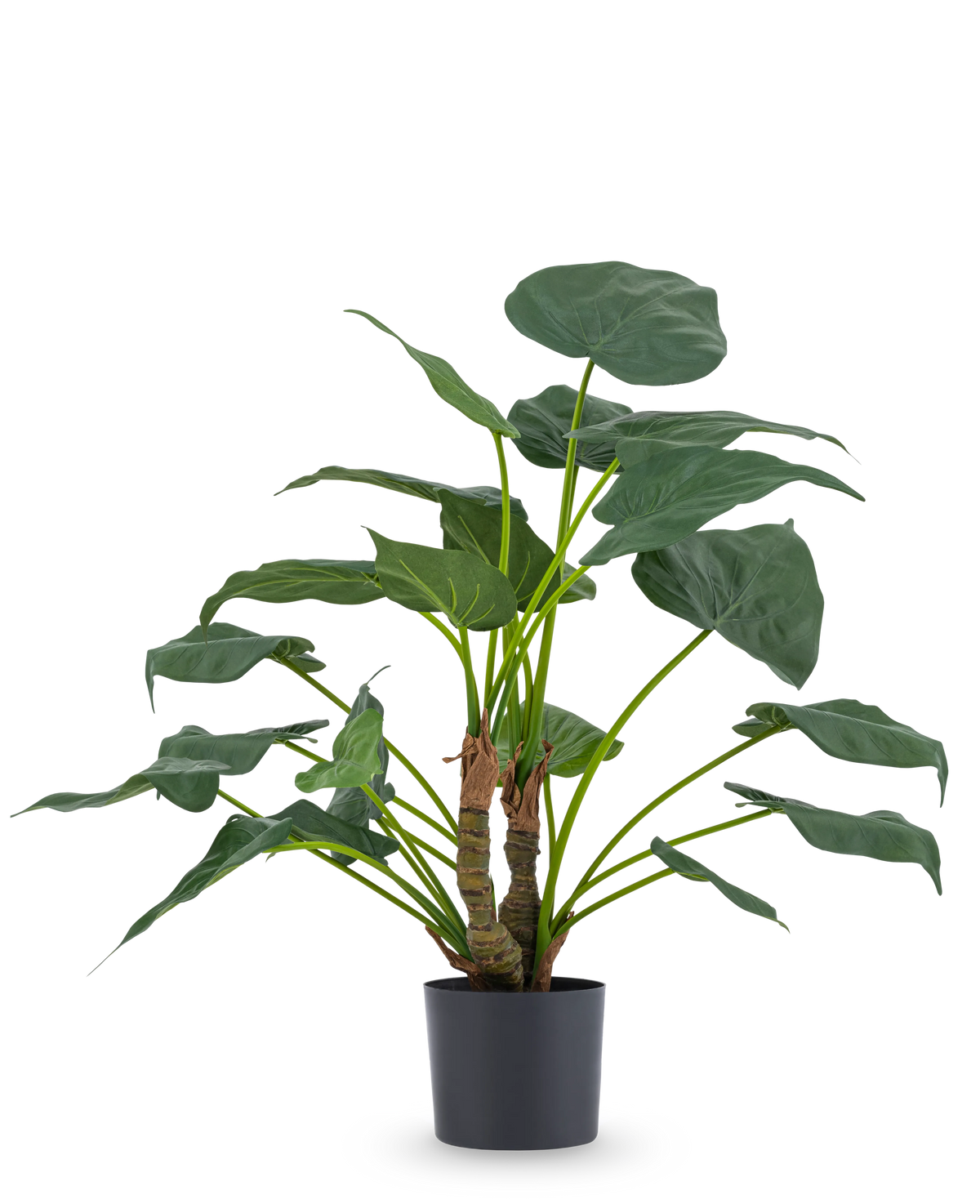 De Kunstplant Alocasia Cucullata UV 53 cm heeft grote, hartvormige bladeren en dikke stelen, weergegeven in een eenvoudige zwarte pot tegen een effen witte achtergrond.