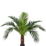 De Kunstpalm Phoenix Canarie 160 cm met lange groene bladeren en tropische uitstraling staat in een pot tegen een witte achtergrond. Deze kunstpalm brengt direct een tropisch sfeertje in elke ruimte.
