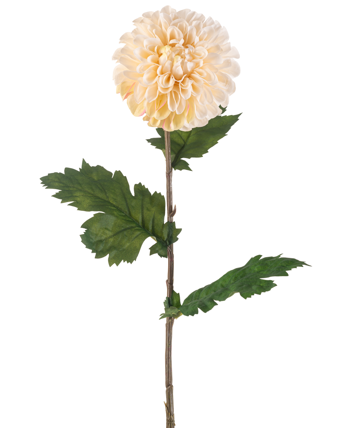 De Kunstbloem Dahlia 75 cm crème heeft een enkele steel met een grote, ronde crème dahlia bloem en verschillende groene, gekartelde bladeren op een witte achtergrond.