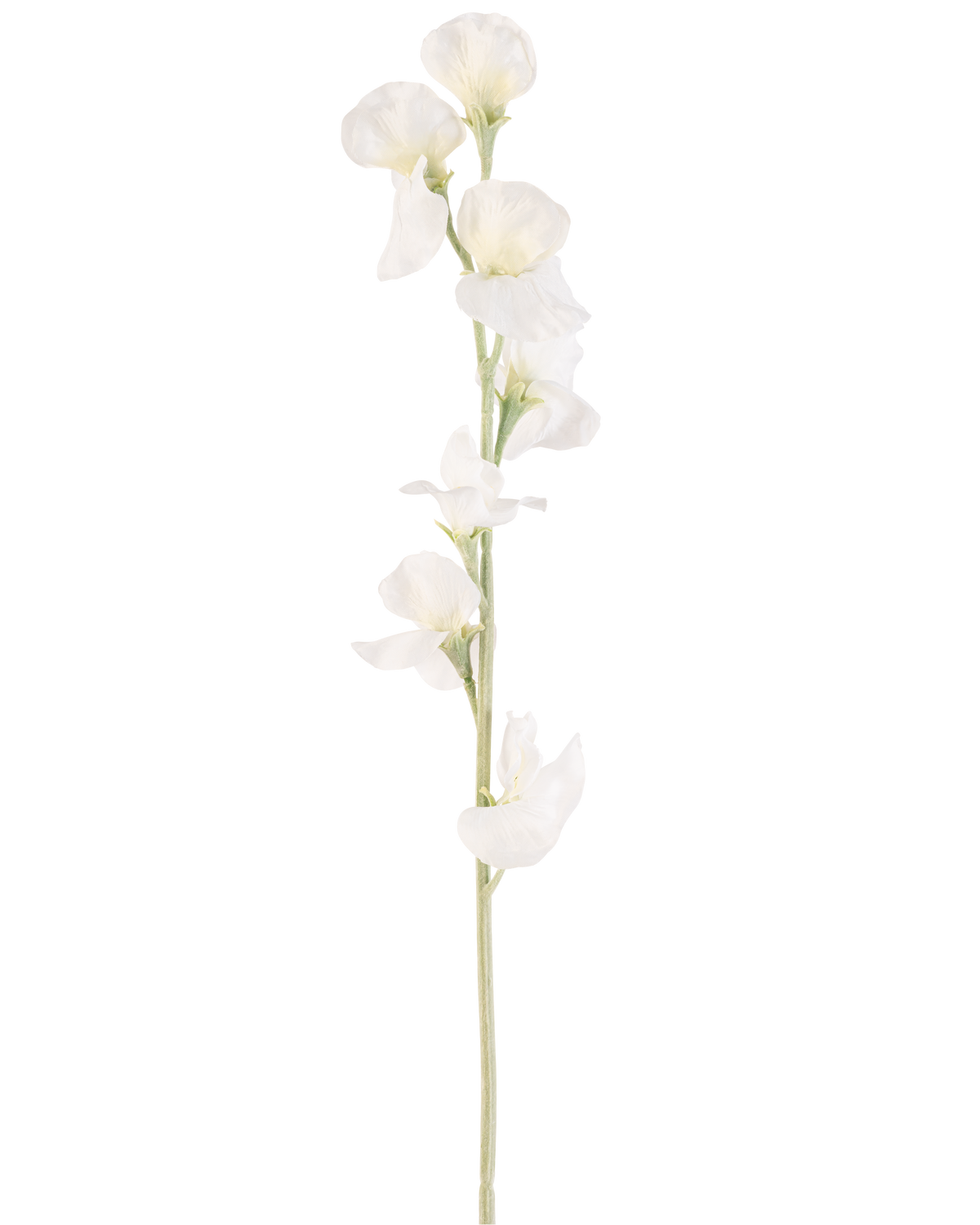 Een enkele Kunstbloem Erwt 64 cm crème heeft meerdere delicate crèmewitte bloesems op lichtgroene stelen, tegen een effen witte achtergrond.