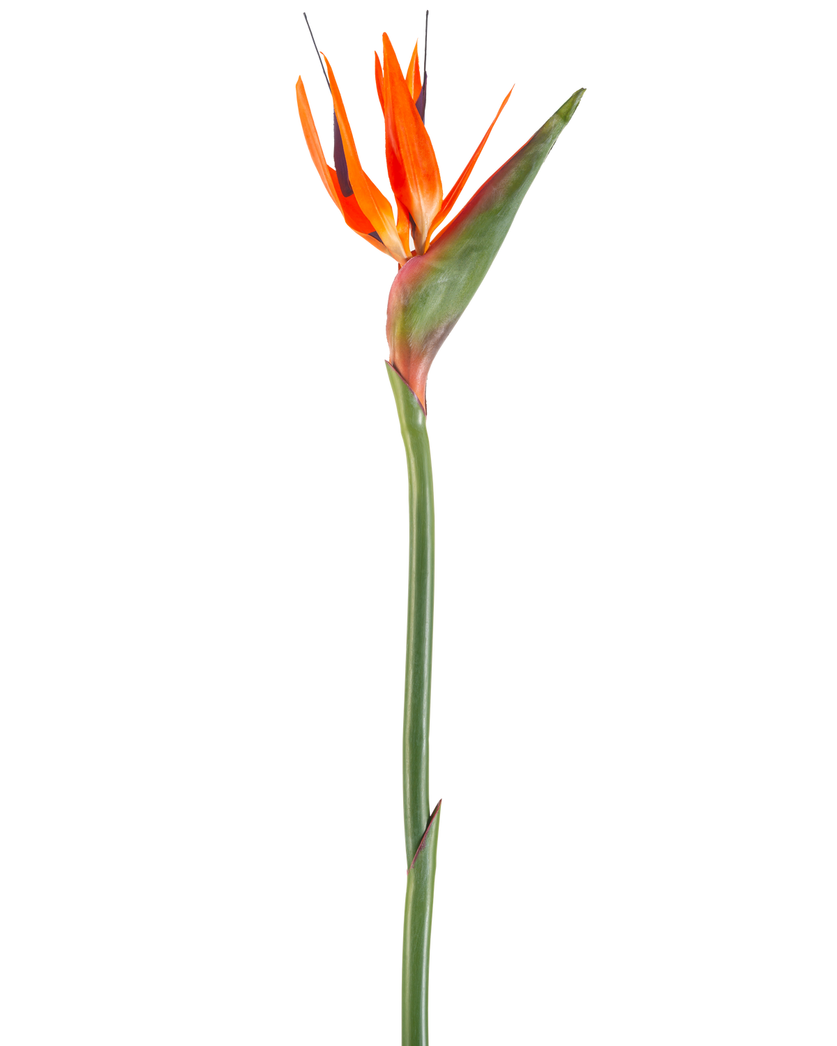 De Kunstbloem Paradijsvogel 99 cm koraal is een kunstbloem met puntige bloemblaadjes en een groene steel, afgebeeld tegen een witte achtergrond.