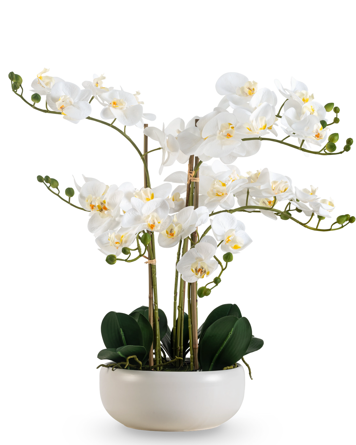 Een Kunst Orchidee Real Touch 50 cm in wit, met meerdere bloemen en knoppen, elegant gepresenteerd in een bijpassende witte pot.