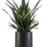 De Kunst Sansevieria Zeylanica 43 cm is een hoge kunst slangenplant met rechtopstaande groene bladeren en donkere strepen, kant-en-klaar gepresenteerd in een strakke zwarte pot.