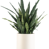 Een Kunst Sansevieria Zeylanica, 43 cm hoog met lange bonte bladeren, wordt geleverd in een beige pot en is afgebeeld tegen een effen witte achtergrond.