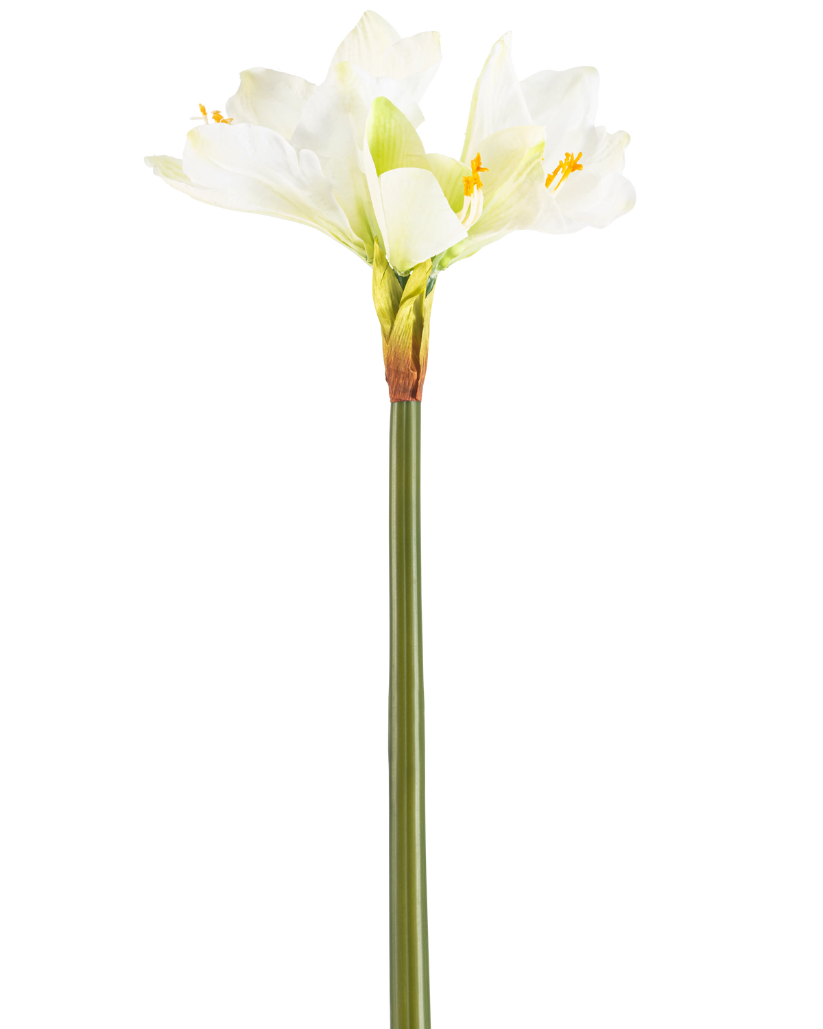 De Kunstbloem Amaryllis Real Touch wit 66 cm heeft een hoge groene steel met een aantal grote witte Amaryllis bloemen aan de bovenkant, tegen een effen witte achtergrond.