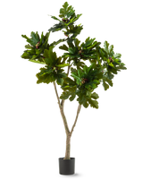 De Kunstplant Ficus Carica Vijgenboom 180 cm is een kunstplant in pot met brede, glanzende groene bladeren en kleine bruine vruchten, die lijken op een vijgenboom, tegen een witte achtergrond.