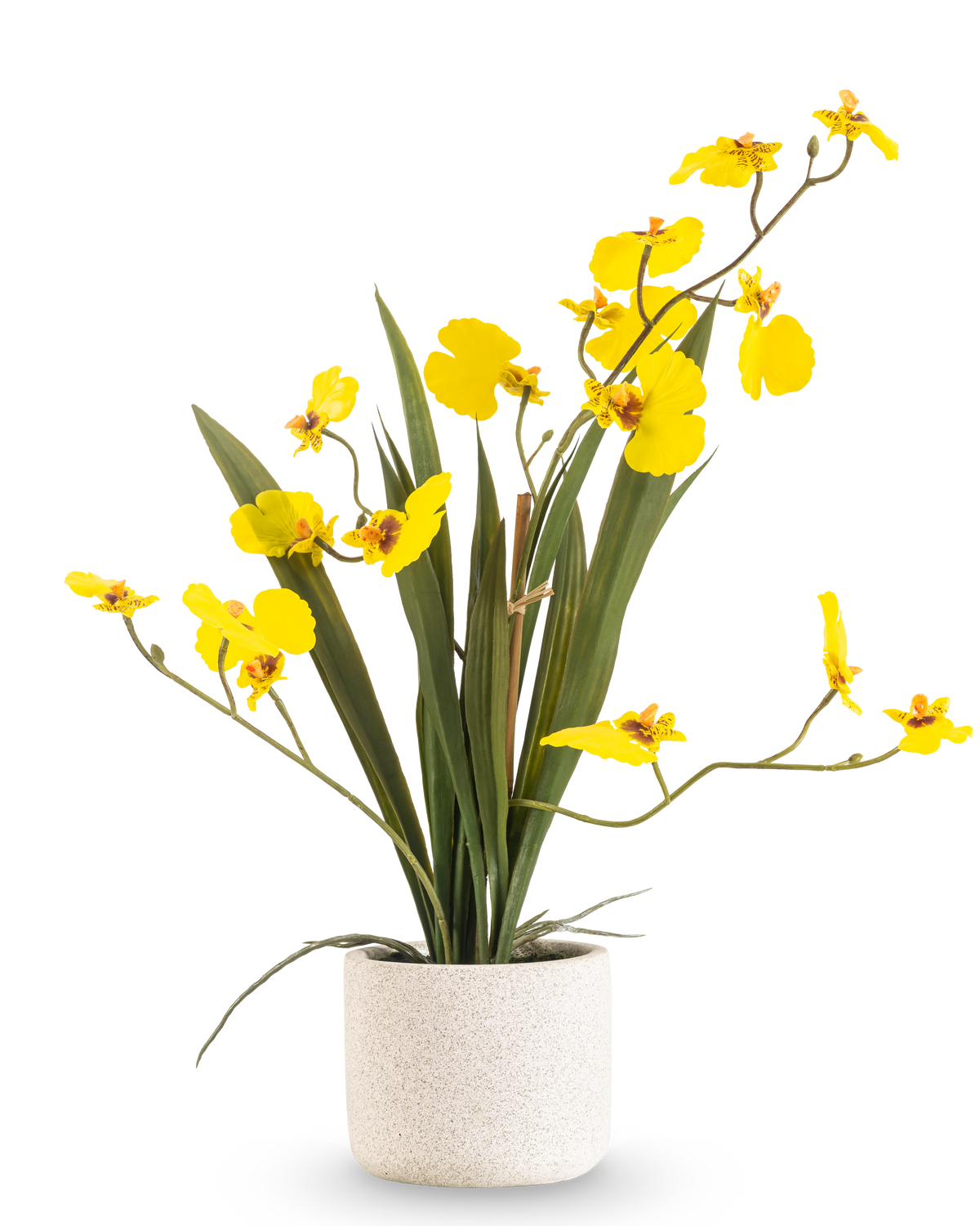 De Kunst Oncidium Real Touch 48 cm geel heeft lange, slanke bladeren en lange stelen met heldergele orchideeën in een witte pot, tegen een effen witte achtergrond.