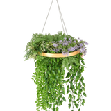 De Kunst hangplant varen UV 40 cm in ring goud heeft realistisch groen hangend varenblad gerangschikt in een gouden ring en is opgehangen aan zilveren kettingen voor een stijlvolle hangende display.