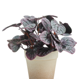 De Kunstplant Rugose blad 21 cm grijs heeft donkerpaarse en groene bonte bladeren in een lichtbruine pot met structuur, gepresenteerd tegen een effen witte achtergrond.
