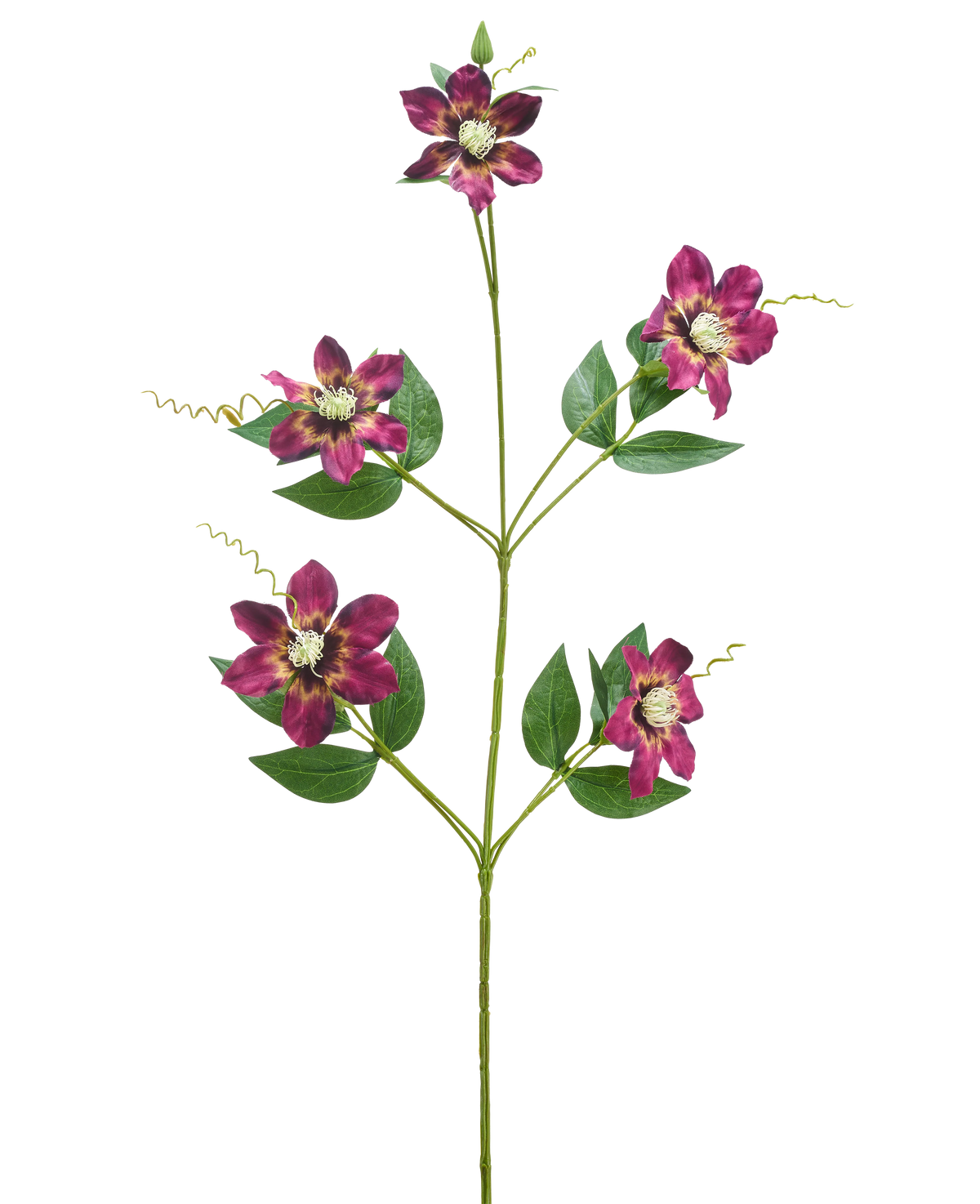 De Kunstbloem Celematis 78 cm paars heeft een enkele groene stengel met vijf bloeiende paarse bloemen, elk met puntige bloemblaadjes en een geel hart, omringd door groene bladeren en gekrulde ranken, geïsoleerd op een witte achtergrond.