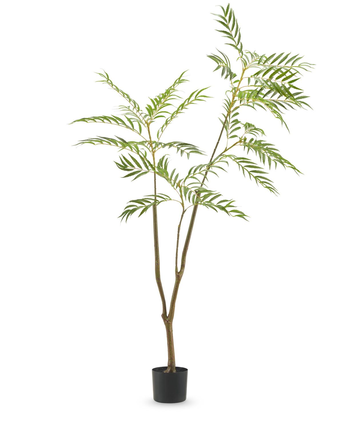De Kunstplant Mahonia 180 cm is een hoge kunstplant met slanke stengels en lange, smalle groene bladeren in een eenvoudige zwarte pot, afgebeeld tegen een effen witte achtergrond.