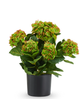 Kunst Hortensia UV 50 cm rood/groen: kunsthortensia met rode en groene bloemtrossen in een zwarte pot, ontworpen als onderhoudsvrije kunstplant.