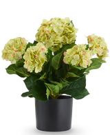 Kunstplant Hortensia UV 50 cm groen: een UV-bestendige kunstplant in een zwarte pot met lichtgroene bloemen die overgaan in roze.