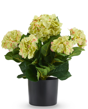 Kunstplant Hortensia UV 50 cm groen: een UV-bestendige kunstplant in een zwarte pot met lichtgroene bloemen die overgaan in roze.