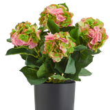 Kunst Hortensia UV 50 cm roze/groen kunstplant met roze en groene bloemen in een zwarte pot, ideaal als UV-bestendige kunstbloemen.