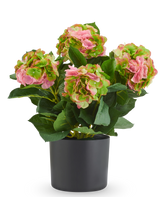 Kunst Hortensia UV 50 cm roze/groen kunstplant met roze en groene bloemen in een zwarte pot, ideaal als UV-bestendige kunstbloemen.