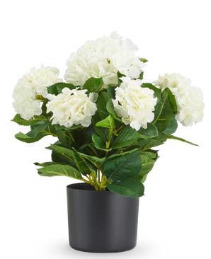 Kunst Hortensia UV 50 cm wit, een kunstmatige witte hortensia in een zwarte pot.
