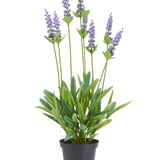 Kunstplant Lavendel 43 cm met paarse bloemtrossen en groene bladeren in een zwarte pot.