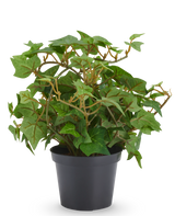 Kunstplant Klimop 22 cm, kunstmatige klimopplant in een zwarte pot.