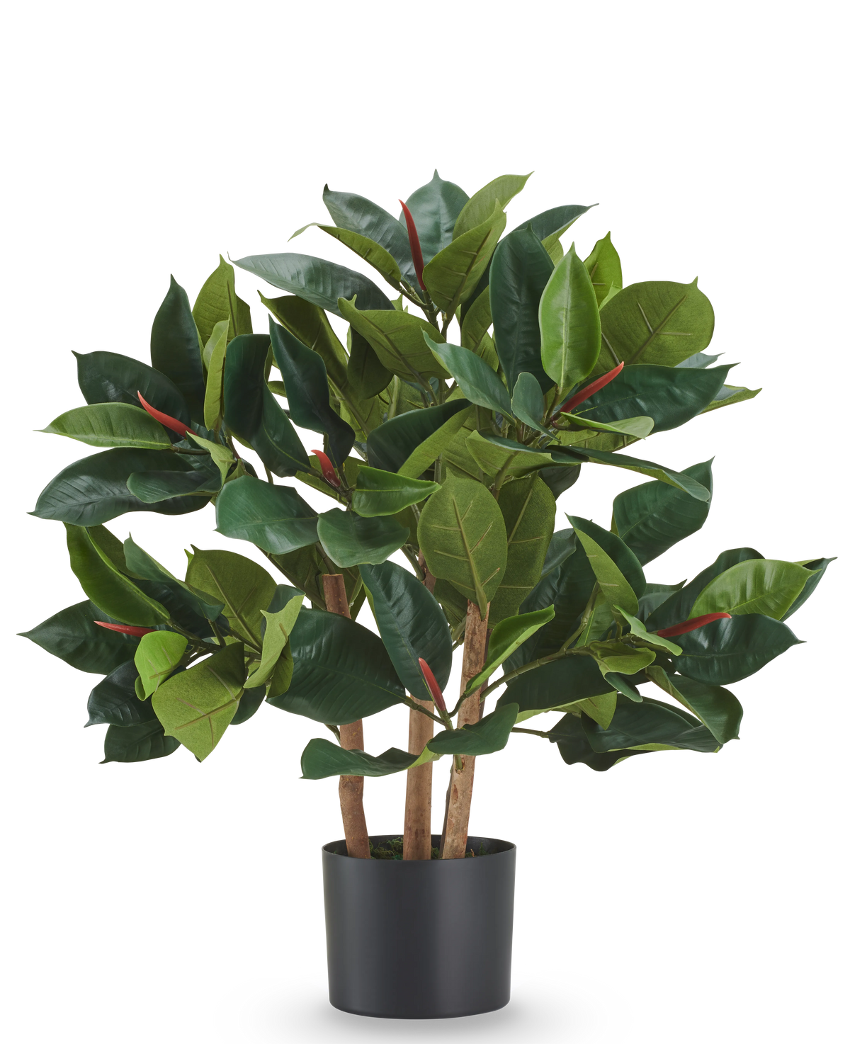 Kunstplant Rubberficus van 75 cm met grote, donkergroene bladeren en kleine rode knoppen in een zwarte pot.