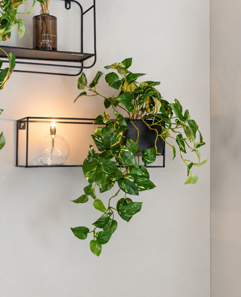 Zwarte metalen wandplanken met een ‘Kunst Hangende goudrank in pot 50 cm UV’, een gloeiende bolvormige lamp en een geurstokje tegen een witte muur.