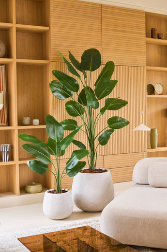 Twee grote tropische potplanten met brede groene bladeren, waaronder de Kunstplant Strelitzia 210 cm real touch, staan op een lichte vloer voor een houten rek in een moderne, minimalistische woonkamer die is ingericht in neutrale tinten. Deze onderhoudsvriendelijke aanwinsten brengen levendig groen in de ruimte zonder dat ze extra verzorging nodig hebben.