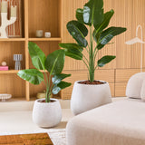 Twee Kunstplant Strelitzia 150 cm real touch2-potplanten, met grote groene, natuurgetrouwe bladeren, staan op een witte vloer naast een beige bank. Daarachter staat een houten rek met decoratieve voorwerpen, wat de gezellige woonkamer een moderne uitstraling geeft.