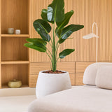 Een Kunstplant Strelitzia 150 cm real touch2 met natuurgetrouwe bladeren staat naast een moderne beige bank in een kamer met houten lambrisering en ingebouwde planken die zijn versierd met minimalistische decoraties.
