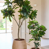 Twee Kunstplant Ficus Carica-vijgenbomen, elk 210 cm hoog en met weelderig groen blad, staan binnenshuis bij een licht raam tegen een muur en vloer in neutrale kleuren.