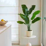 Een Kunstplant Strelitzia Nicolai Deluxe van 120 cm met grote groene bladeren staat op een klein rond tafeltje naast een raam in een lichte, minimalistische keuken. Links op het aanrecht staat een schaal met citroenen.