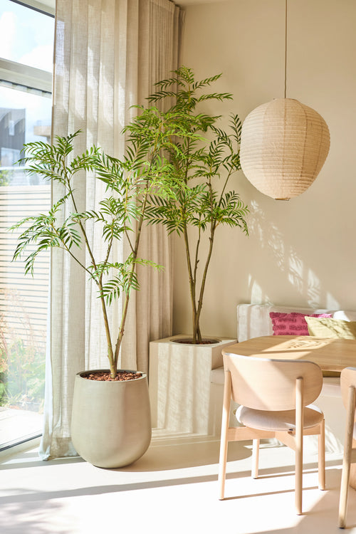 Een lichte eethoek met de Kunstplant Mahonia 210 cm, een grote potplant, een houten tafel en stoelen, een papieren lantaarn en doorschijnende gordijnen die natuurlijk zonlicht binnenlaten. Op een ingebouwde bank liggen roze kussens.