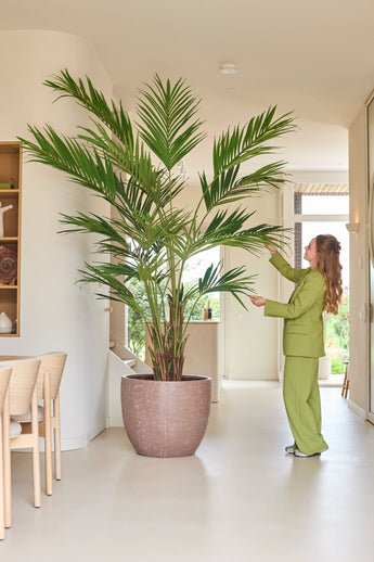 Een persoon in een groen pak staat binnenshuis en raakt zachtjes de lange bladeren aan van een Kunstplant Kentia-palm van 270 cm, die naast een eethoek met lichte houten stoelen staat.
