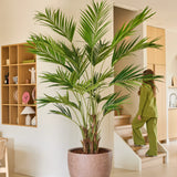Een kunstplant, een Kentia-palm van 270 cm, staat in een moderne, beige woonkamer. Op de achtergrond loopt een in het groen geklede persoon de trap op, terwijl aan de linkerwand houten planken met decoraties zijn bevestigd.