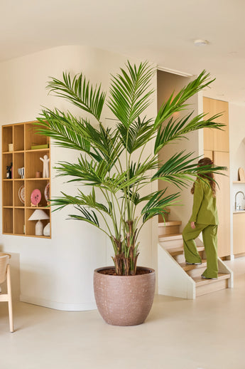 Een kunstplant, een Kentia-palm van 270 cm, staat in een moderne, beige woonkamer. Op de achtergrond loopt een in het groen geklede persoon de trap op, terwijl aan de linkerwand houten planken met decoraties zijn bevestigd.