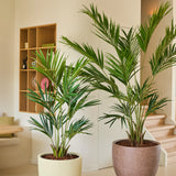 Twee Kunstplant Kentia-palmen van 150 cm staan naast elkaar in een moderne, minimalistische woonruimte met lichtgekleurde muren, houten planken en een trap op de achtergrond.