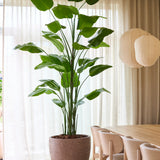 De Kunstplant Strelitzia Real Touch Deluxe van Easyplants, met een hoogte van maar liefst 300 cm en indrukwekkende groene bladeren, zorgt voor een natuurlijke elegantie naast een houten eettafel en stoelen in een lichte kamer met transparante gordijnen en hangende papieren lantaarns, en dat alles zonder dat er onderhoud nodig is.