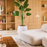 Een moderne woonkamer met een lichtbeige bank, een Kunstplant Strelitzia van 210 cm met een levensechte uitstraling die voor een levendig groen accent zorgt, een grote bruine glazen salontafel en houten inbouwplanken versierd met decoratieve voorwerpen en keramiek. Deze onderhoudsvriendelijke Kunstplant Strelitzia brengt natuurlijke schoonheid in de ruimte zonder dat er onderhoud nodig is.