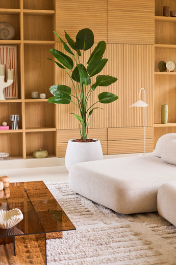 Een moderne woonkamer met een lichtbeige bank, een Kunstplant Strelitzia van 210 cm met een levensechte uitstraling die voor een levendig groen accent zorgt, een grote bruine glazen salontafel en houten inbouwplanken versierd met decoratieve voorwerpen en keramiek. Deze onderhoudsvriendelijke Kunstplant Strelitzia brengt natuurlijke schoonheid in de ruimte zonder dat er onderhoud nodig is.